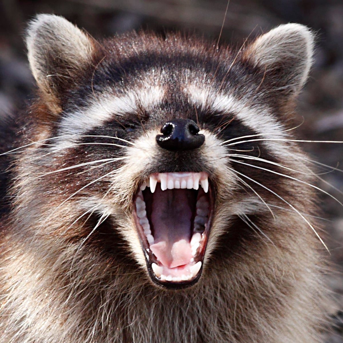 Raccoons for Trump! Why did the nocturnal beasts attack White House  journalists? | Animals | The Guardian