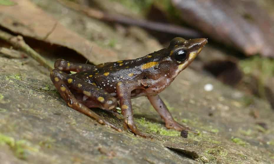 Longnose harlequin frog, a critically endangered species