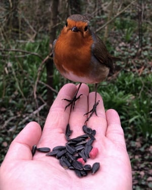 A robin in Longton Brickcroft nature reserve in Lancashire on 18 March.