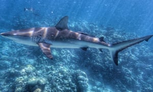 shark bites queensland fisherman as he tries to reel it in