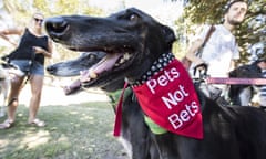 Greyhound at an anti-racing rally wearing a napkin that reads 'Pets not Bets'