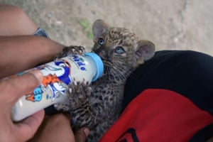 Riau, Indonesia. A rescued leopard cub drinks milk