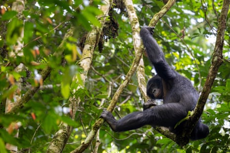 A bonobo hangs from a tree in the forest