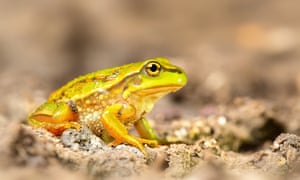 growling grass frog