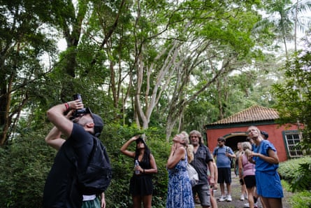 A group of people look up into the trees, some with binoculars.
