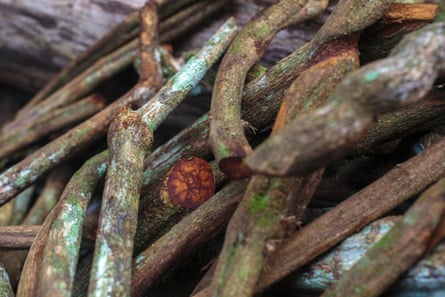 Chopped pieces of Ayahuasca vine.