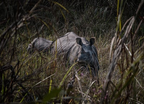 Two rhinos in tall grass