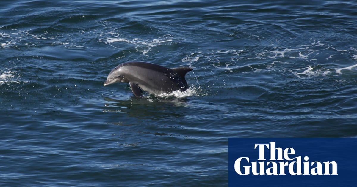 New Yorkers fascinated as dolphins spotted swimming in East River