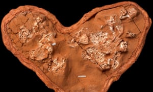 Dinosaur embryos reveal remarkable secrets of life â and extinction | Science | The Guardian