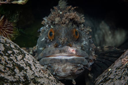 Japanese warbonnet