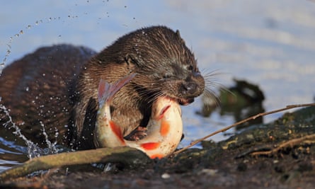 European Otter (Lutra lutra) adult killing Roach fish (Rutilius rutilus) at riverbank European Otters, Thetford, Norfolk, Britain