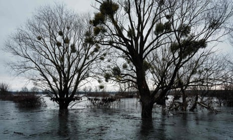 Trees emerge from frozen water in the swamp.