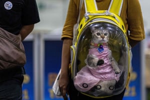 Bangkok, Thailand: a cat wearing a dress is seen in a transparent rucksack at the annual Pet Expo