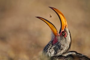 Though widespread, this southern African hornbill can be shy, and as it feeds on the ground – mainly on termites, beetles, grasshoppers and caterpillars – it can be difficult for a photographer to get a clear shot among the scrub. The bird feeds this way because its tongue isn’t long enough to pick up insects as, say, a woodpecker might, and though its huge bill restricts its field of vision, it can still see the bill’s tip and so can pick up insects with precision. What Willem was after, though, was the hornbill’s precision toss, which he caught, after a 40-minute, 40°C (104°F) wait.
