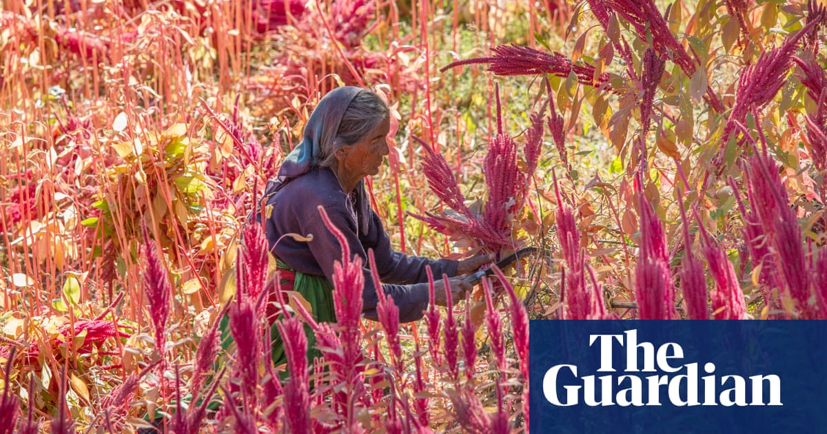 'It could feed the world': amaranth, a health trend 8,000 years old that survived colonization