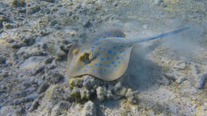 A stingray swims over a coral seabed in the Red Sea, off the Egyptian coast