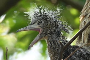Garça-real malaia jovem