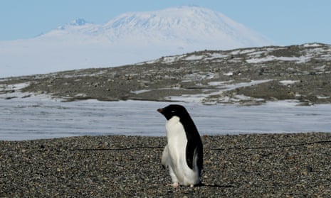 An Adélie penguin near the Antarctic’s McMurdo research station.