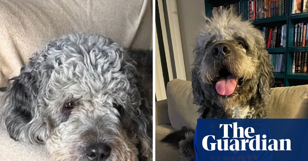 Los Angeles police fatally shoot pet dog of family celebrating Knicks win