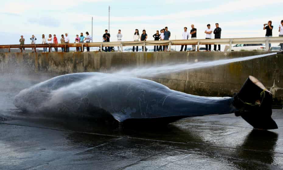 Japanese fishermen process whale carcass