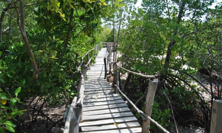 Mikoko Pamoja has its own ecotourism unit, featuring 450 metres of boardwalk among the mangrove trees and a cafe that sells food to tourists.