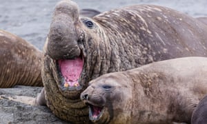 Pressures of extreme polygamy may be driving southern elephant seals to early death 
