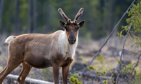 A woodland caribou, whose population in Canada is shrinking. The report is described as the most comprehensive to date, and uses data stretching back to the 1970s. 