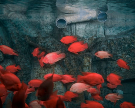Orange/red coloured fish in Quancheng Ocean Polar World, Shandong, China.