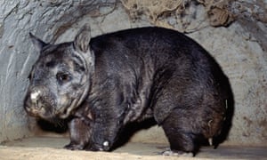 northern hairy-nosed wombat