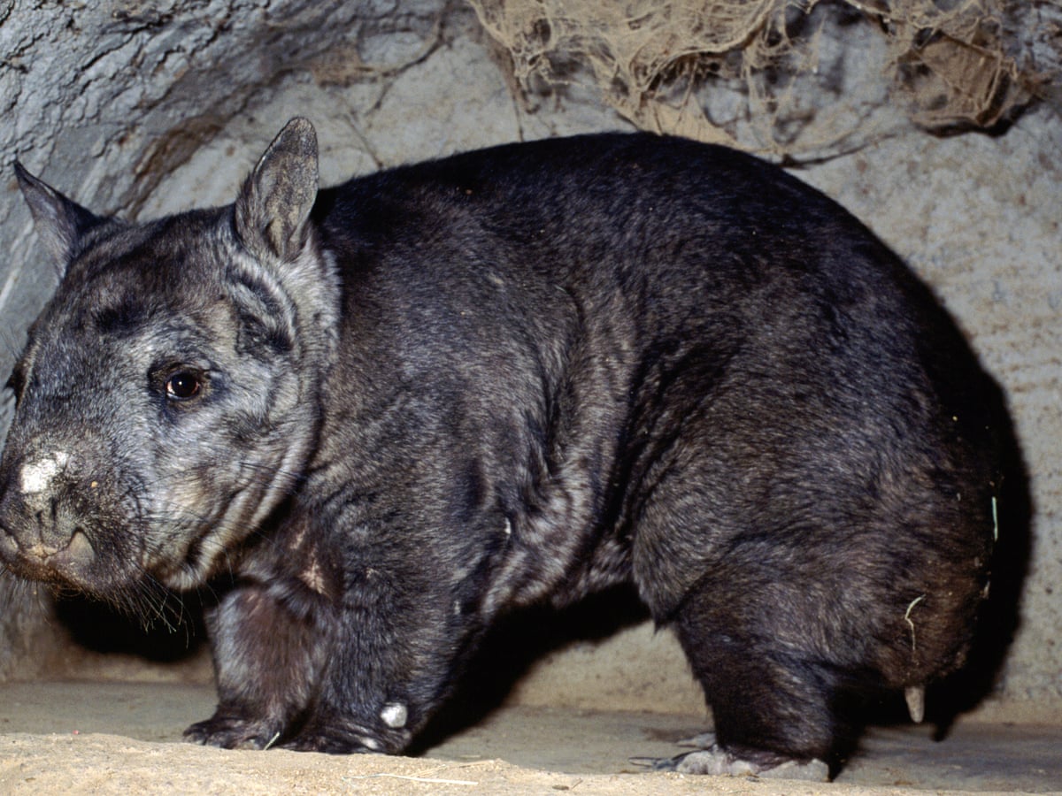 Four Australian Mammals Deemed Under Greater Threat Of Extinction Endangered Species The Guardian