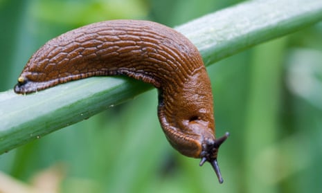 Slug slime contains positively-charged proteins, which inspired the scientists to develop their own version for medical use.