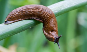 A slug on a branch