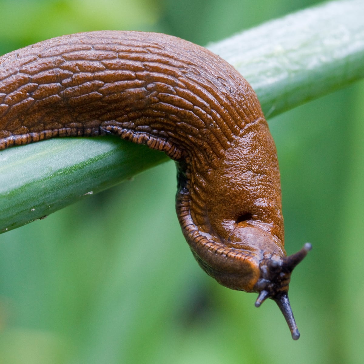 Misunderstood molluscs: five reasons to love slugs | Wildlife | The Guardian