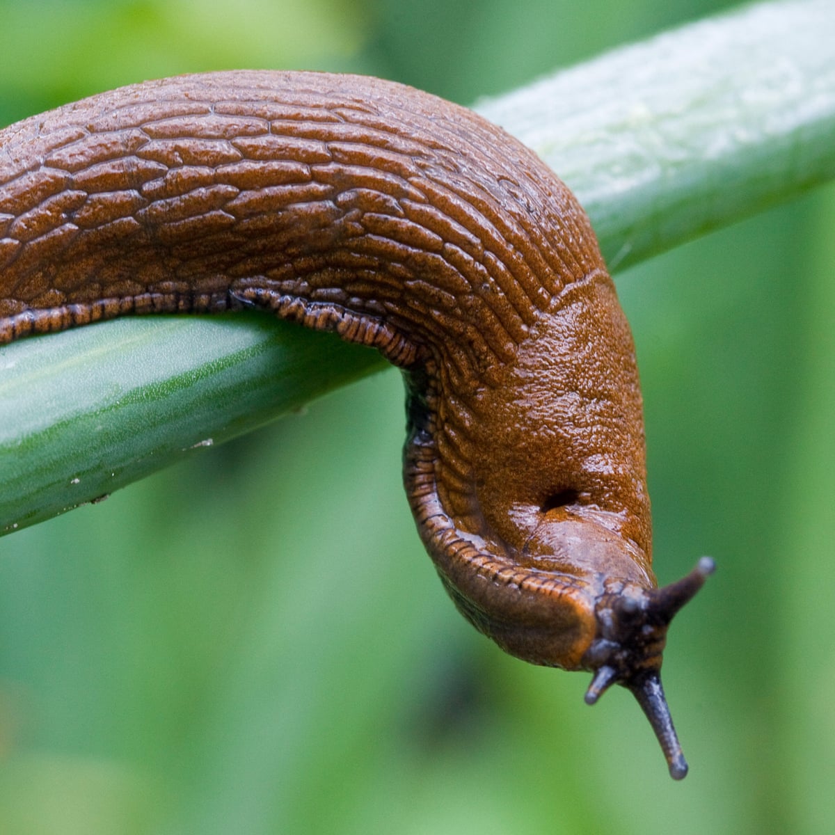 Misunderstood Molluscs Five Reasons To Love Slugs Environment The Guardian
