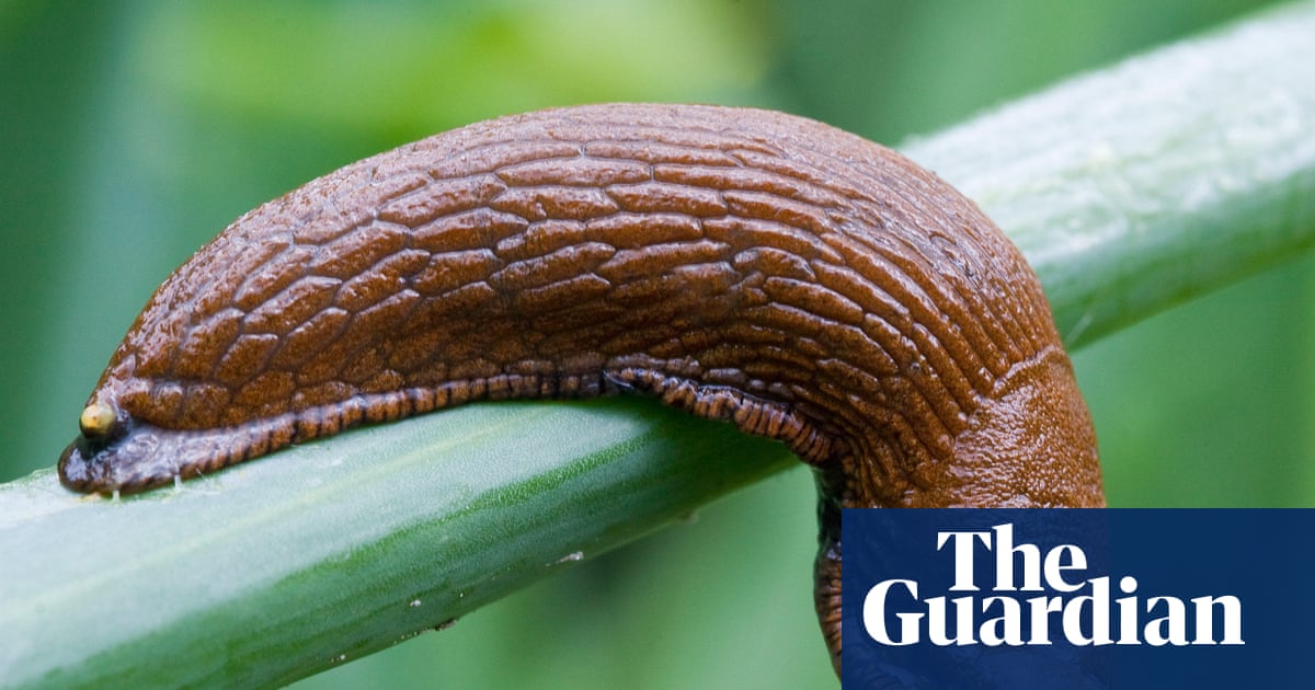 Doorbell prankster that tormented residents of German apartments turns out to be a slug