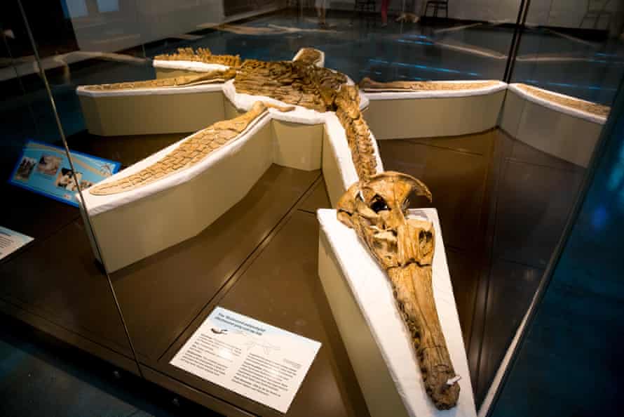 The most complete fossilised remains of a kronosaurus on display at Kronosaurus Korner in Richmond
