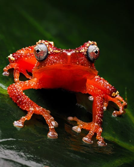 A small, bright scarlet frog with tiny yellow dots on its body
