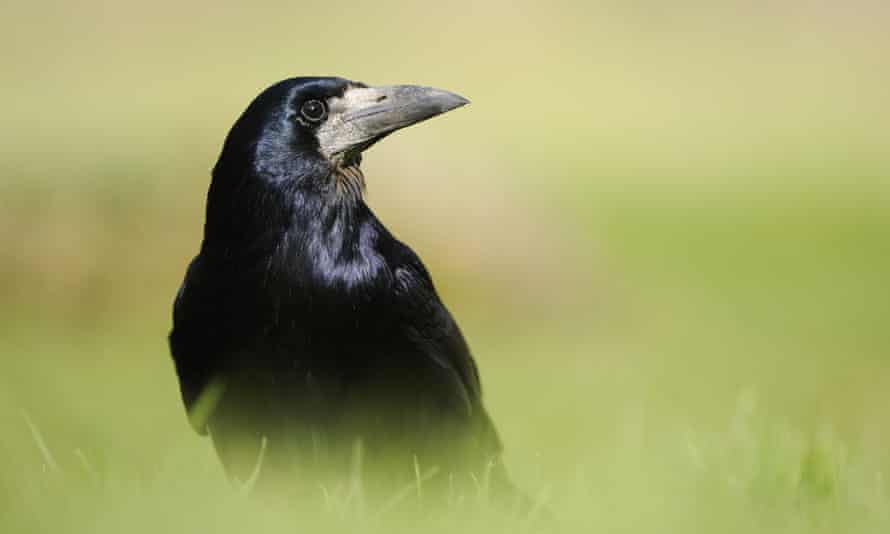 Rook