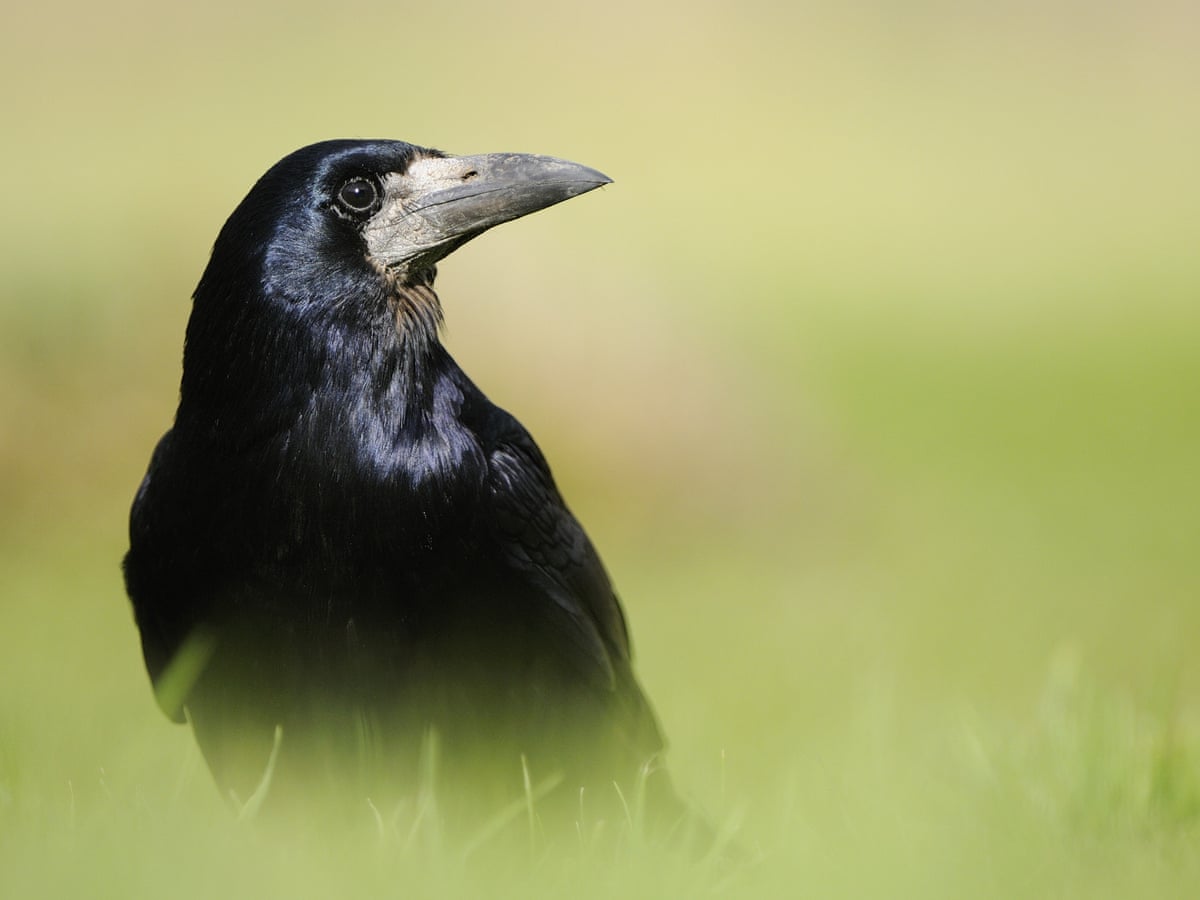 Country diary: revelling in the sight and sound of rooks, Birds