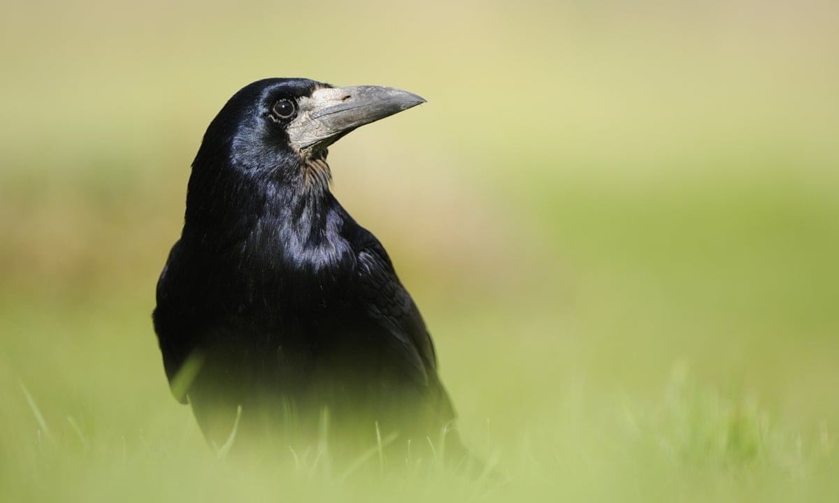 Country diary: revelling in the sight and sound of rooks