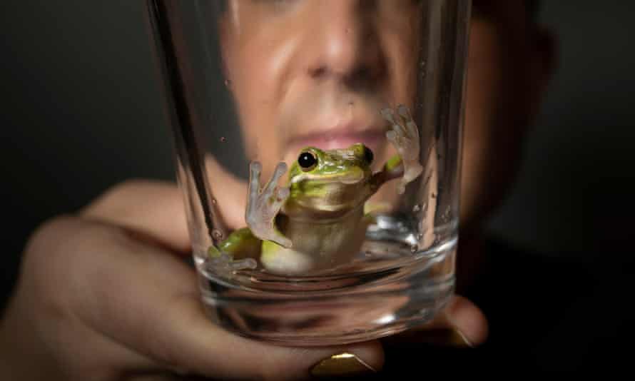 Simon Curtis poses with Tony, the green tree frog he found in a container of romaine lettuce.