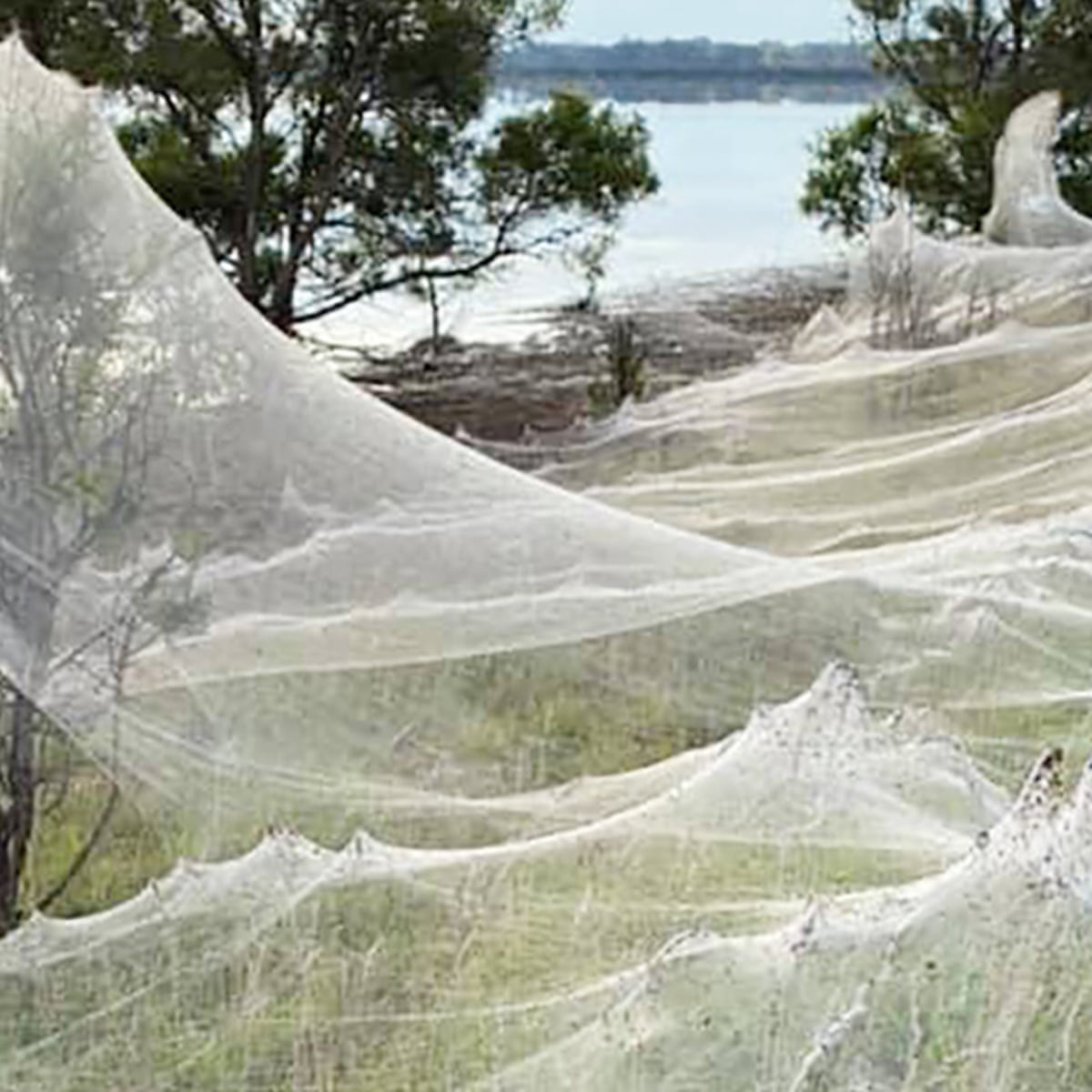 They look like waves': spider webs blanket Gippsland after Victorian floods, Australia weather