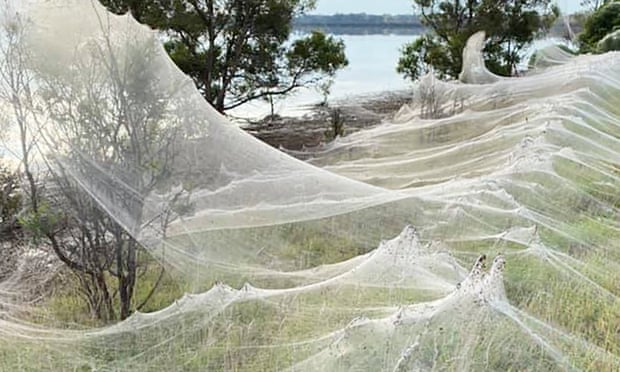 Thousands of spiders have created large webs after the Victoria floods in an attempt to reach higher ground