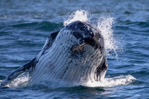 Humpbacks have been seen in Sydney and reported off the coast from Merimbula in southern NSW to Hervey Bay in Queensland.