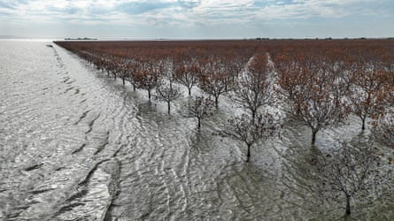 Rows of trees submerged in water