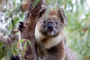 Wild koala at Mikkira StationKoalas can be found on nearly every gum tree at Mikkira Station Photograph: FloGabriel/GuardianWitness