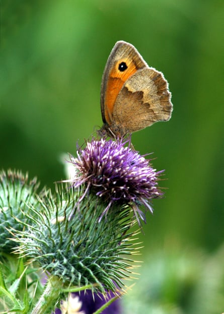 A gatekeeper butterfly, orange and brown in colour, on a thistle.