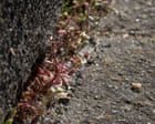 Country diary: The simple joys of pavement plant-spotting | Nic Wilson