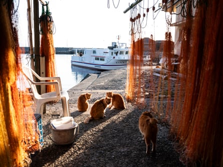 Cats lazing in the sun among the Kamimoto’s fishing nets.