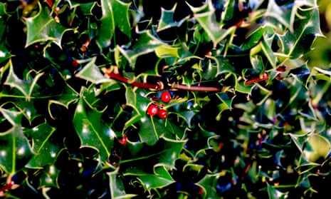 Holly bush with red berries